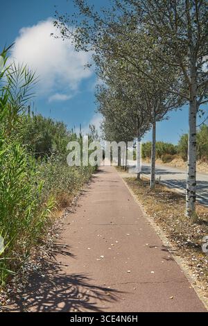 An empty, long walkway, with no people, lined with white trees and green plants on a sunny afternoon, a path for walking. Stock Photo