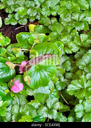 Large brown slug crawling on a green leaf in a german garden. Stock Photo