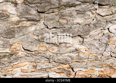Close-up of textured tree bark with layered patterns. Stock Photo