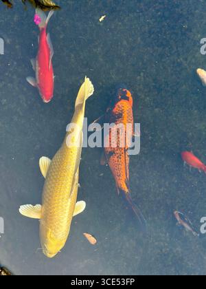 Close-up view of colorful koi fish including gold, orange-black, and red varieties swimming in a clear pond Stock Photo