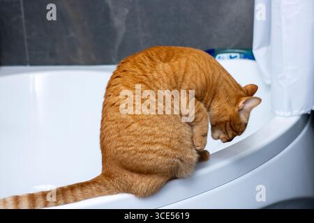 A playful ginger cat crouches on the edge of a bathtub, curiously peering into the tub. The scene captures the inquisitive nature of cats in a home se Stock Photo