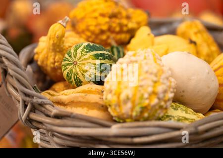 Many small decorative pumpkins lying in a wicker basket on a table for sale at the market. Stock Photo