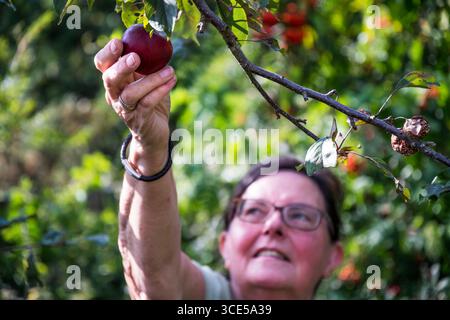 Woman picking a red apple in her garden. Stock Photo