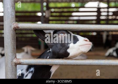 This image showcases a goat's head peeking through a rustic metal fence, highlighting its distinct black and white markings, large expressive eyes, an Stock Photo