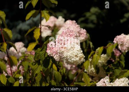 This image showcases an exquisite cluster of hydrangea flowers transitioning from soft pink to delicate white, set against vibrant green leaves in a s Stock Photo