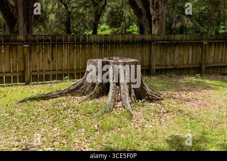 Large weathered stump from an old giant oak tree, surrounded by grass near a wooden fence at Middleton Place Plantation in Charleston, SC. Stock Photo