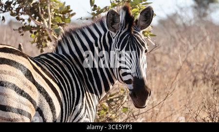 Plains zebra standing in the wild, looking back, photographed in South Africa. Stock Photo