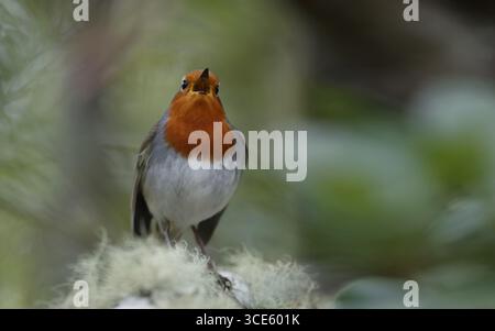 Teneriffe robin, Canary Islands robin (Erithacus rubecula superbus, Erithacus superbus), male singing from a lichen covered branch, Canary Islands, Te Stock Photo