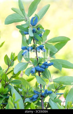 Lonicera kamtschatica honigbeere hi-res stock photography and images - Alamy