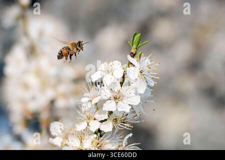 Cherry plum, Myrobalan plum (Prunus cerasifera, Prunus myrobalana; Prunus korolkowii), blooming branch Stock Photo
