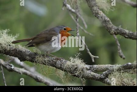 Teneriffe robin, Canary Islands robin (Erithacus rubecula superbus, Erithacus superbus), male singing from a lichen covered branch, Canary Islands, Te Stock Photo