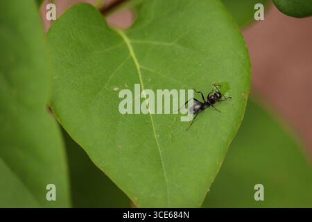 Close up of a carpenter ant on a leaf in a yard in Payson, Arizona. Stock Photo