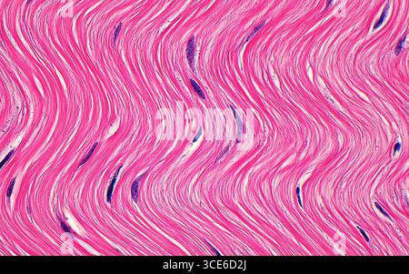 Tissue fibres, light micrograph Stock Photo - Alamy
