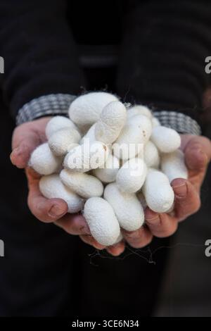Natural Silkworm Cocoon Close-Up with Fine Silk Fibers, Traditional Sericulture Material and Detailed Organic Texture Stock Photo