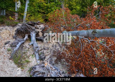 Fallen tree with autumn foliage on slope of sandy coastal moraine hill in Gdynia, Poland. Stock Photo