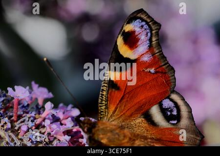 European peacock butterfly angled on purple butterfly bush flowers in a garden, eyespots visible, wings open while feeding with soft blurred foliage. Stock Photo
