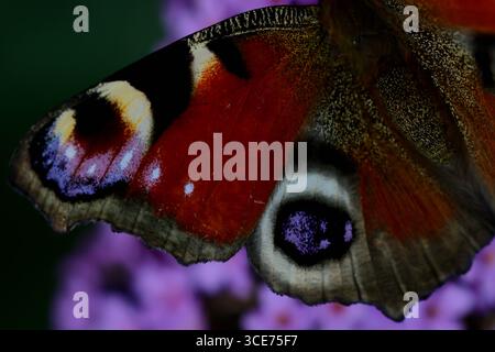 European peacock butterfly wing closeup on a purple butterfly bush in a garden, detailed scales and large eyespot shown against blurred blossoms. Stock Photo