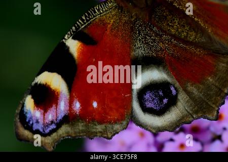 European peacock butterfly showing eyespot and red wing detail on a purple butterfly bush in a garden, scale texture visible against soft background. Stock Photo