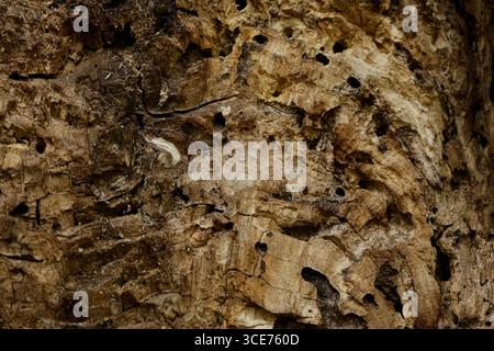 Fibers of rotten wood eaten by insects. Vintage wood background. Stock Photo