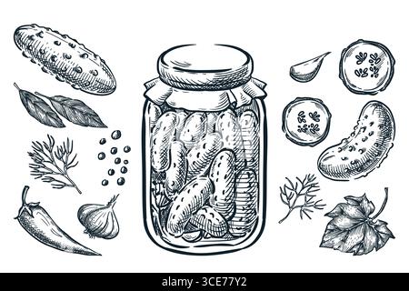 Pickled cucumbers with garlic, dill, spices in jar. Vector hand drawn sketch illustration. Home made preserves. Design elements for recipe, food packa Stock Vector