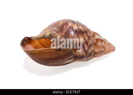 snail shells isolated on white background Stock Photo