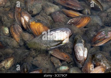 The swan mussel (large species of freshwater mussel) on the banks of the river Stock Photo