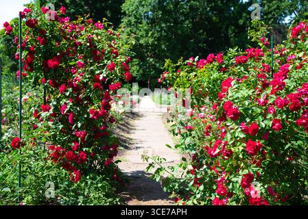 Hybrid Kordesii rose with vibrant red blossoms climbing on green foliage, creating a picturesque archway along a sunlit garden path. Stock Photo