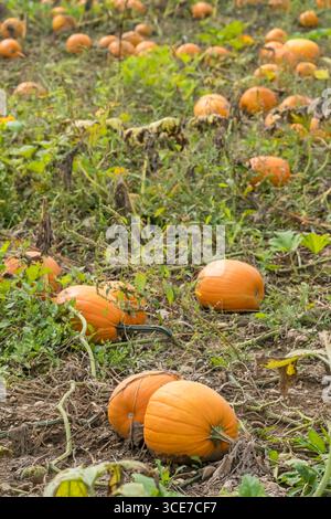 Ripe pumpkins in a farmer field during the autumn harvest season Stock Photo