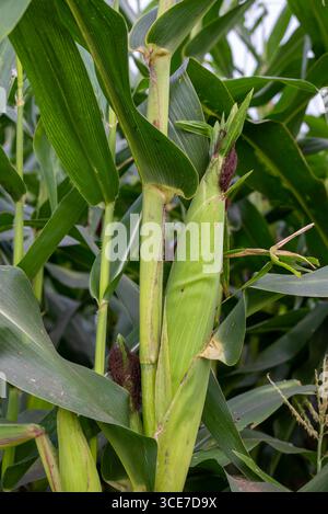 Close up of corn cobs growing on stalks in a green field, Cob of corn growing in corn field Stock Photo