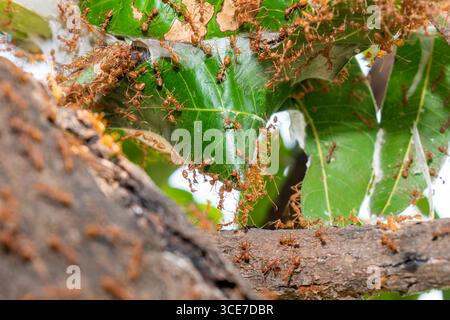 Close up group of red fire ants on green leaves in nature forest. Stock Photo