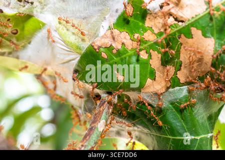 Close up group of red fire ants on green leaves in nature forest. Stock Photo