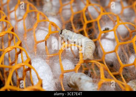 Silkworm Mulberry bombyx mori in the process of producing silk during cocooning. cocoons of silkworm for silk making Stock Photo