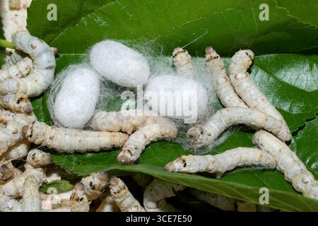 Silkworm Mulberry bombyx mori in the process of producing silk during cocooning. cocoons of silkworm for silk making Stock Photo
