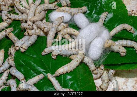Silkworm Mulberry bombyx mori in the process of producing silk during cocooning. cocoons of silkworm for silk making Stock Photo