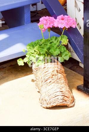 A woven wooden clog serves as a decorative flower pot in front of a sunny house entrance; a pink flower grows inside. Handcrafted. Stock Photo