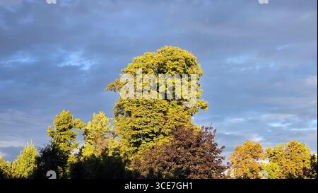 Vibrant green and golden treetops glow in bright sun with mixed shadows, set against dense clouds for a dramatic rural landscape and seasonal forest Stock Photo