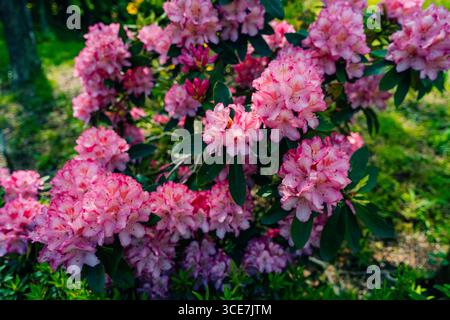 Desert Roses, Solid Full Screen of Pink Desert Rose Flower, Full Peak Bloom Bush. High quality photo Stock Photo