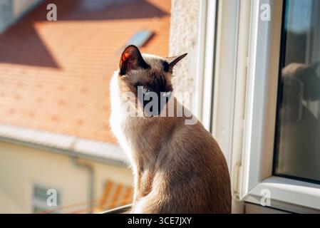 Siamese cat sitting on window sill looking outside on sunny day. Stock Photo