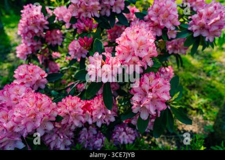 Desert Roses, Solid Full Screen of Pink Desert Rose Flower, Full Peak Bloom Bush. High quality photo Stock Photo