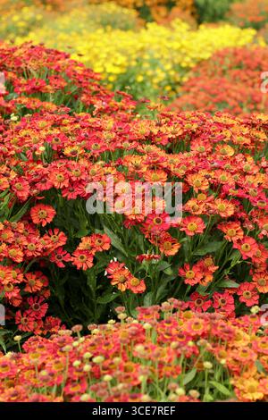 Mass planting of helenium varieties at RHS Garden Bridgewater helenium ...