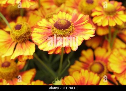 Helenium 'Can Can' sneezeweed flowers in a hot late summer border. UK Stock Photo
