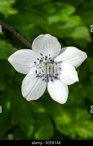Anemone rivularis (Eriocapitella rivularis) a summer flowering plant ...
