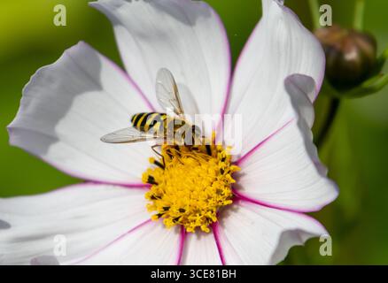 Syrphus ribesii hoverfly on Cosmos flower Stock Photo