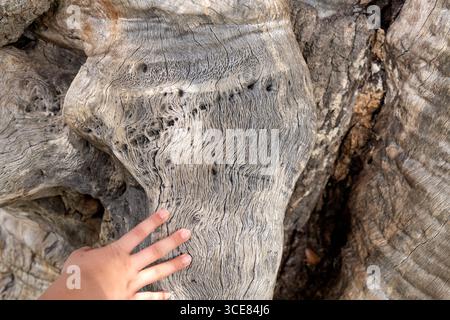A child’s hand reaches out to touch the textured cross section of a 1,000-year-old oak tree at Middleton Place Plantation, South Carolina. Stock Photo