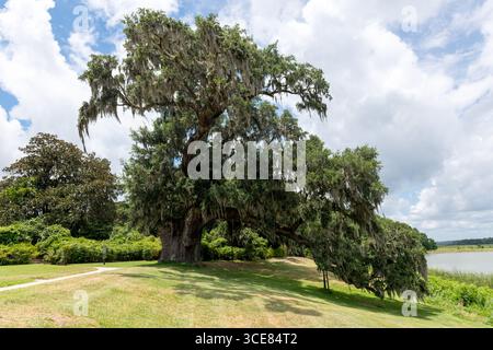 A sprawling, centuries‑old live oak richly draped in Spanish moss at Middleton Place Plantation, South Carolina, USA—estimated to be 900–1,000 years o Stock Photo