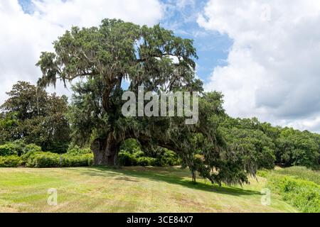A sprawling, centuries‑old live oak richly draped in Spanish moss at Middleton Place Plantation, South Carolina, USA—estimated to be 900–1,000 years o Stock Photo