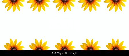 Floral backgrounds and wallpapers. Echinacea flower ring, repetition. Cut out. Flower bloom pattern. Frames and boarders Stock Photo