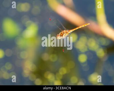 Adult male common darter dragonfly, Sympetrum striolatum, in flight patrolling a lakeside territory in a Devon, UK, garden Stock Photo