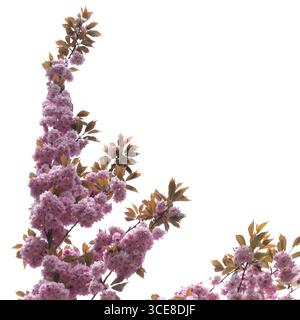 A branch of a blooming pink cherry tree against a background of white, cloudy sky. Stock Photo