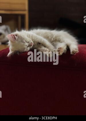 White kitten sleeping peacefully on a red cushion Stock Photo